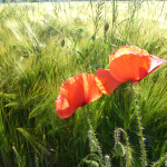 Liebende Mohnblumen