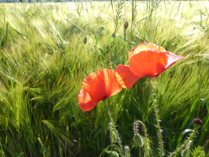 Liebende Mohnblumen